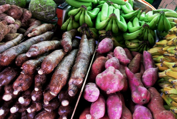 China's Root and Tuber Price Drops Slightly to $301 per Ton